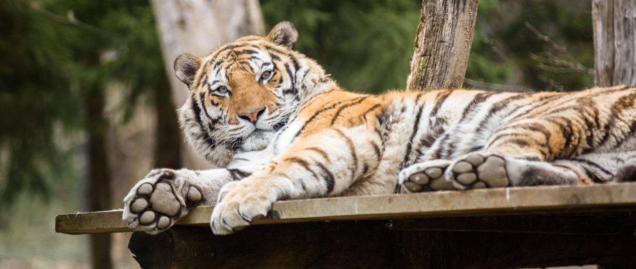 Sibirski tiger