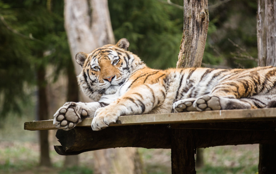Sibirski tiger