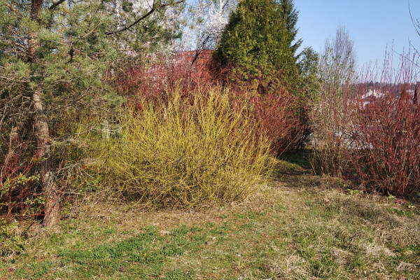 Sivi dren pozimi FotoBrankaTrcak