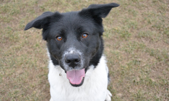 Svetovni dan psov Foto: Zavetišče Ljubljana