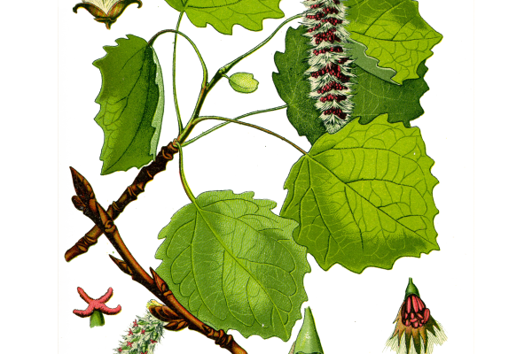 Trepetlika