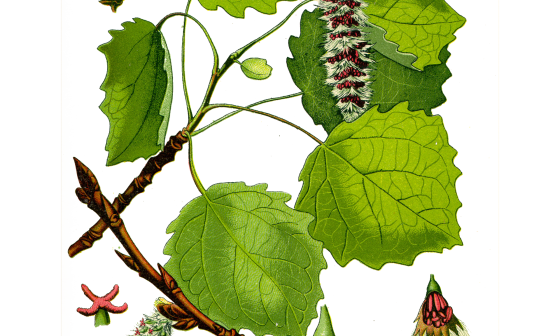 Trepetlika