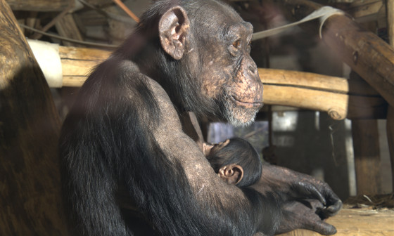Foto: Živalski vrt Ljubljana