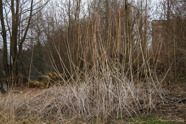 Topinambur suha stebla pozimi Foto SimonaStrgulcKrajsek