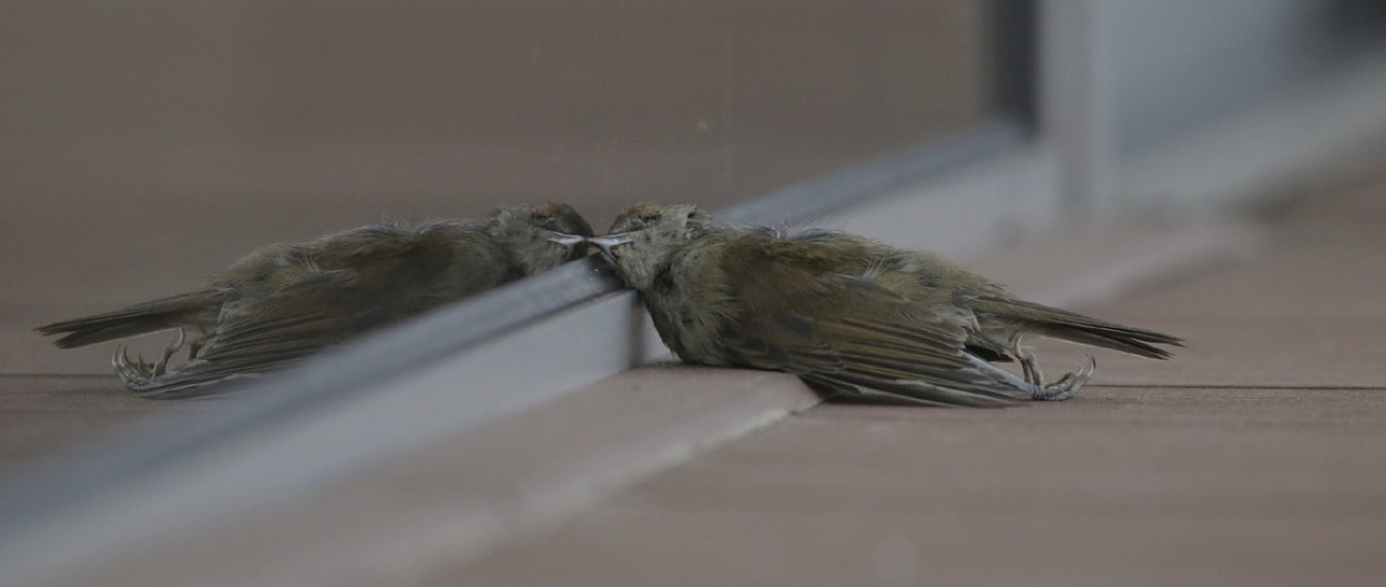 Trki ptic Foto: Dusan Klenovsek Maks Seslar Schweizerische Vogelwarte Sempach SVS vogelwarte.ch