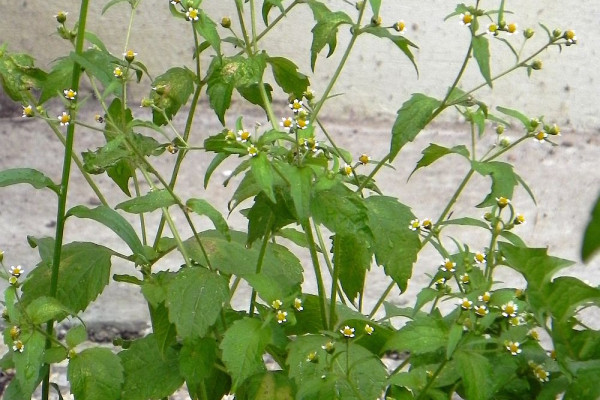 Vejicati in drobnocvetni rogovilcek 01 NJogan