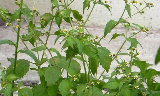 Vejicati in drobnocvetni rogovilcek 01 NJogan