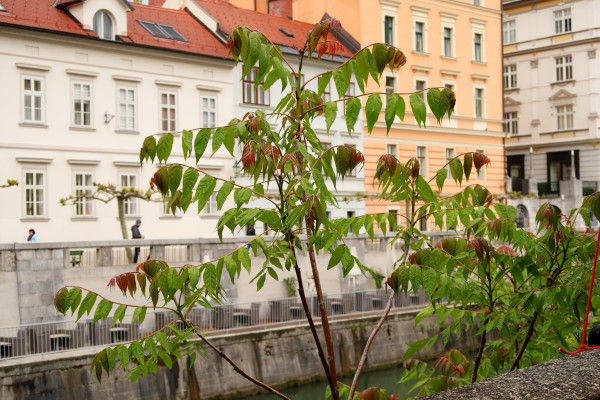 Veliki pajesen Foto BrankaTrcak4