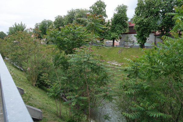 Veliki pajesen ob Ljubljanici IMG 0492 Foto BrankaTrcak