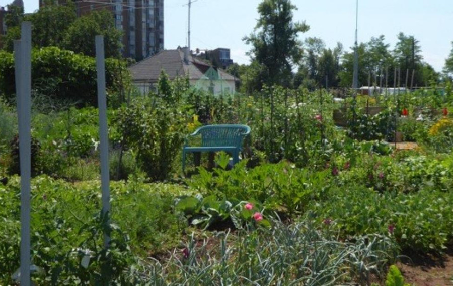 Vrtički na Ježici le korak od urbanega dela