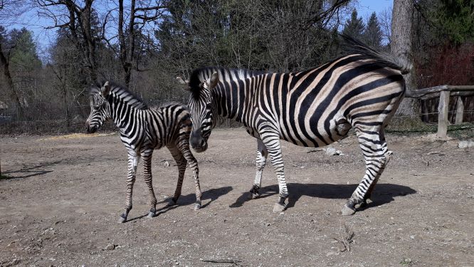 Zebra Sanaa Robert Prasnikar manjsa