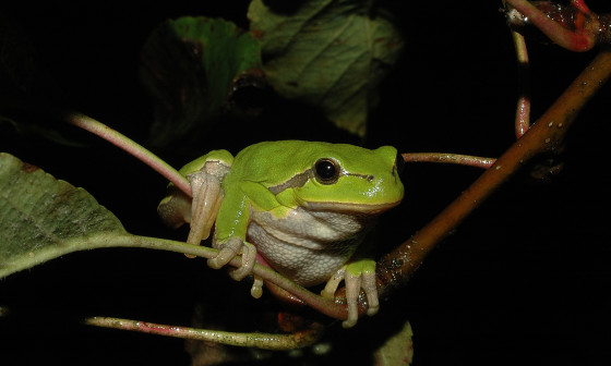 Zelena rega.foto Ivan Esenko