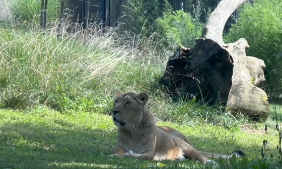 Azijska levinja Jeevana. Foto vir: ZOO Ljubljana