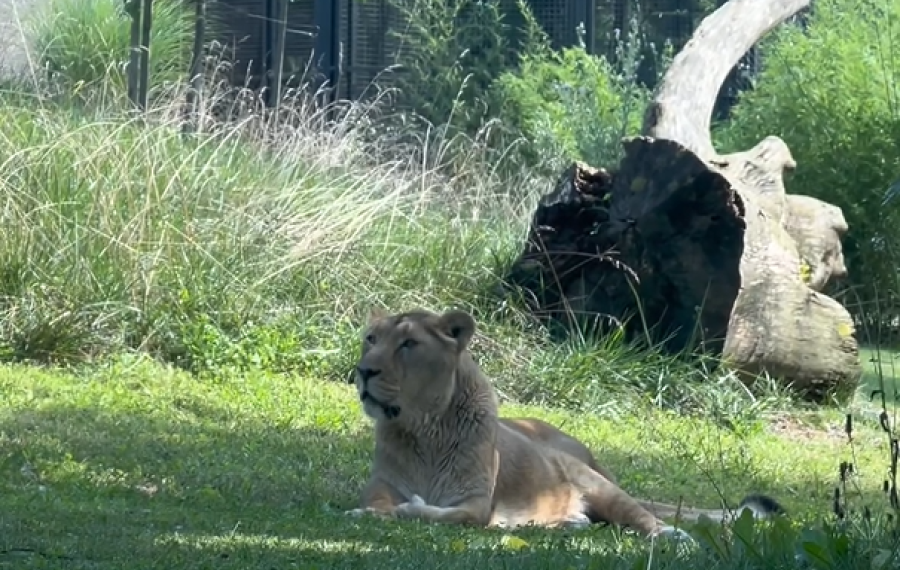 Azijska levinja Jeevana. Foto vir: ZOO Ljubljana