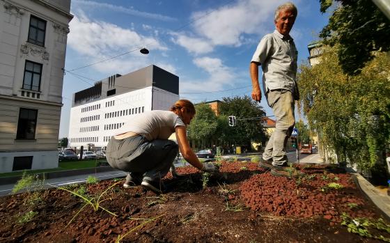 20200916 ozelenitev nadstresnic avtobusnih postaj NKrajnc 1