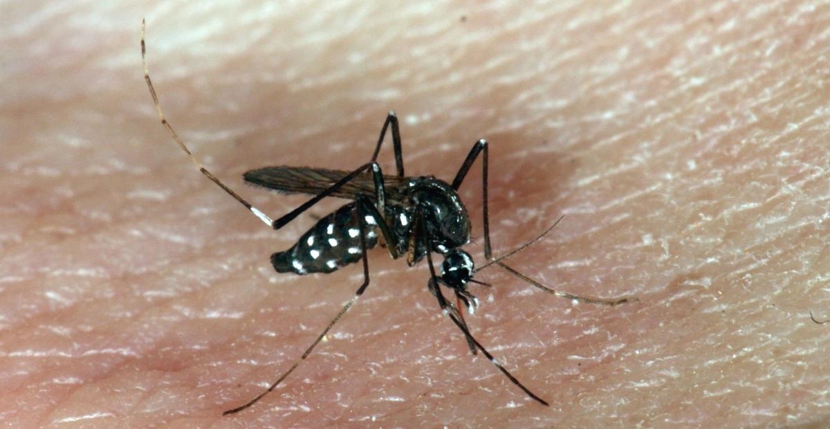 02 samica tigrastega komarja Aedes albopictus E005808 TomiTrilarPMS