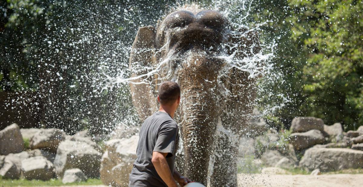 160712 slonica Ganga 01 foto Petra Hrovatin ZOO