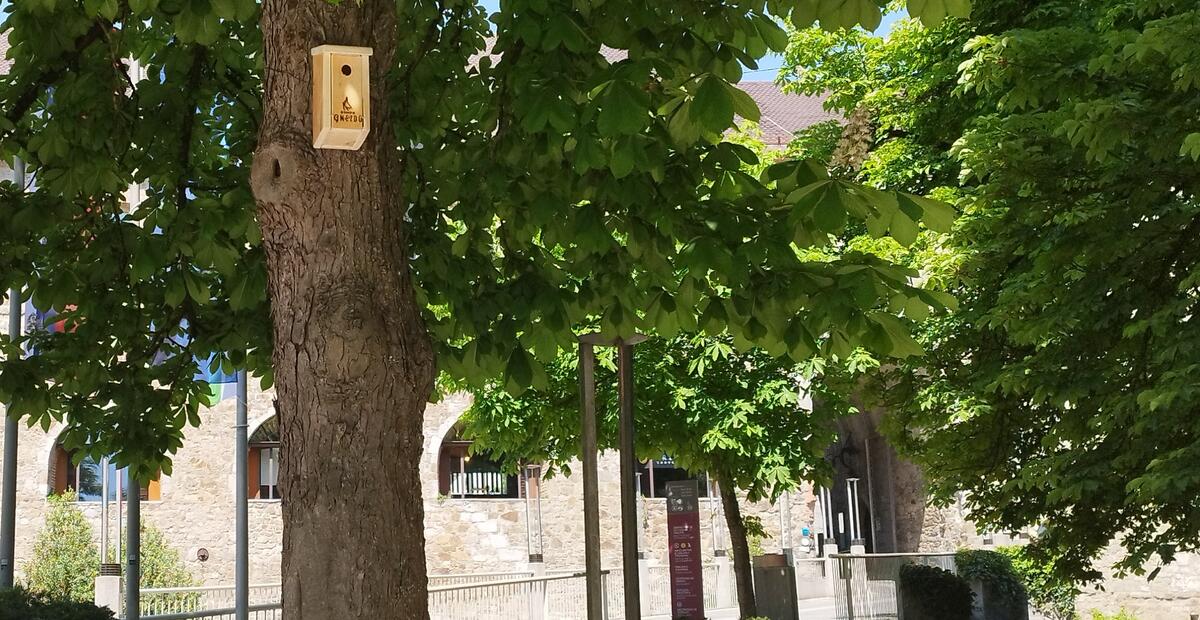 Gnezdilnica za ptice pred Ljubljanskim gradom. Foto: arhiv MOL