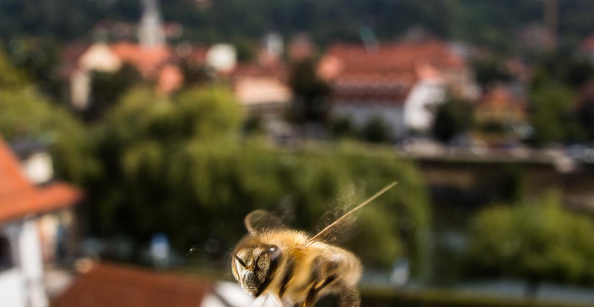 Cebela v Ljubljani fotoLukaDakskobler uvodna fotografija