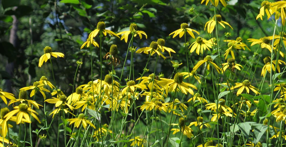 Deljenolistna rudbekija cvetoc sestoj avgust Foto SimonaStrgulcKrajsek