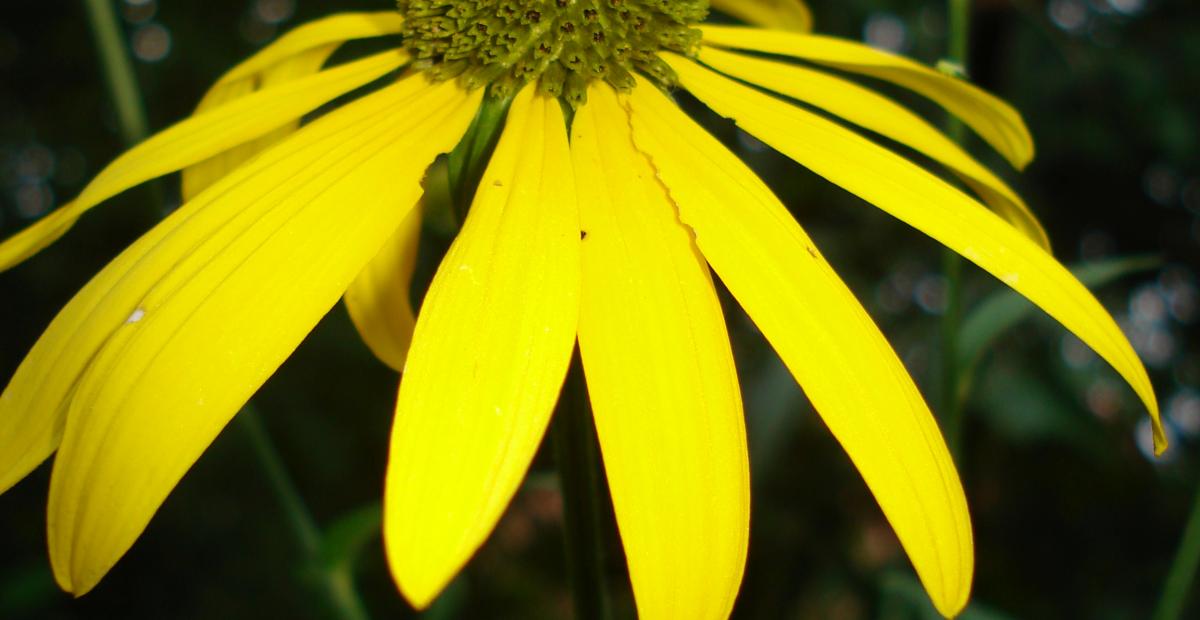 Deljenolistna rudbekija kosek Foto PetraSladek