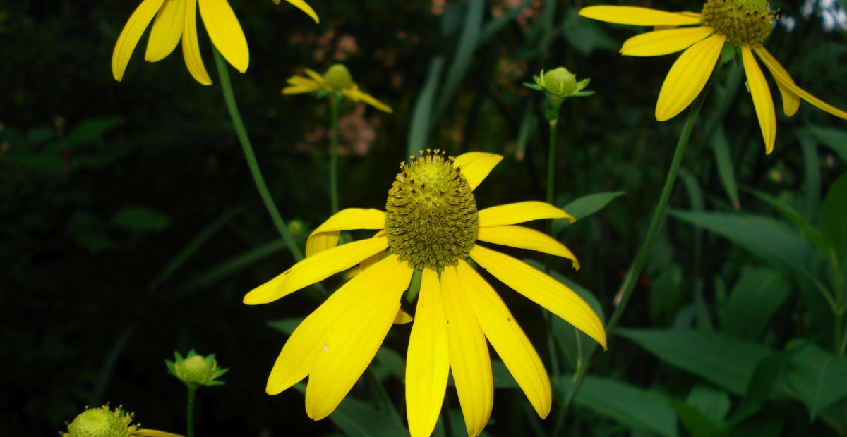 Deljenolistna rudbekija koski Foto PetraSladek