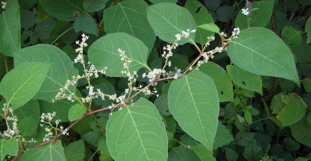 Fallopia japonica ss Sirje F14 20100922 010 SSK