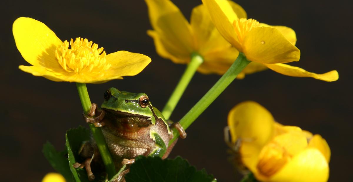 Green frog photo D.Tome source MOL