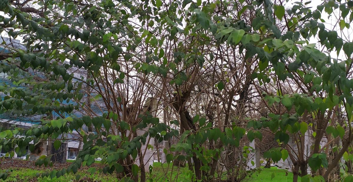 Maackovo kostenicevje grm december Foto PetraSladek