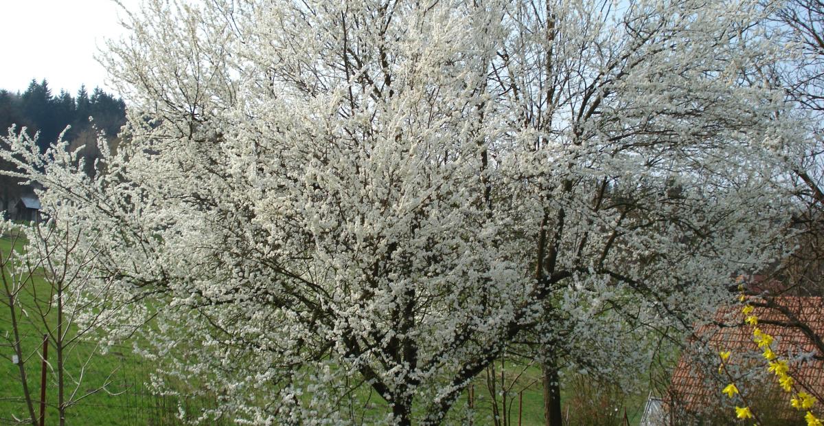 Mirobalana cvetoce drevo marec fotoPetraSladek