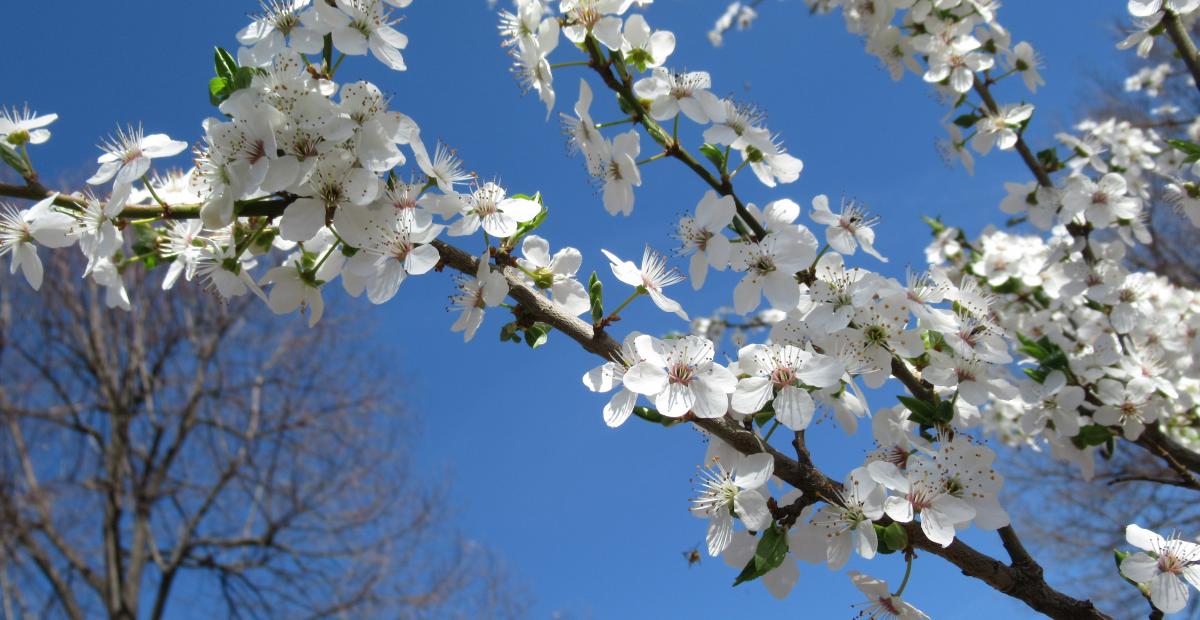 Mirobalana cvetovi marec fotoPetraSladek