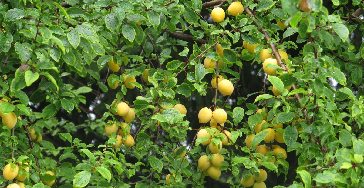 Mirobalana rumeni plodovi SimonaStrgulcKrajsek