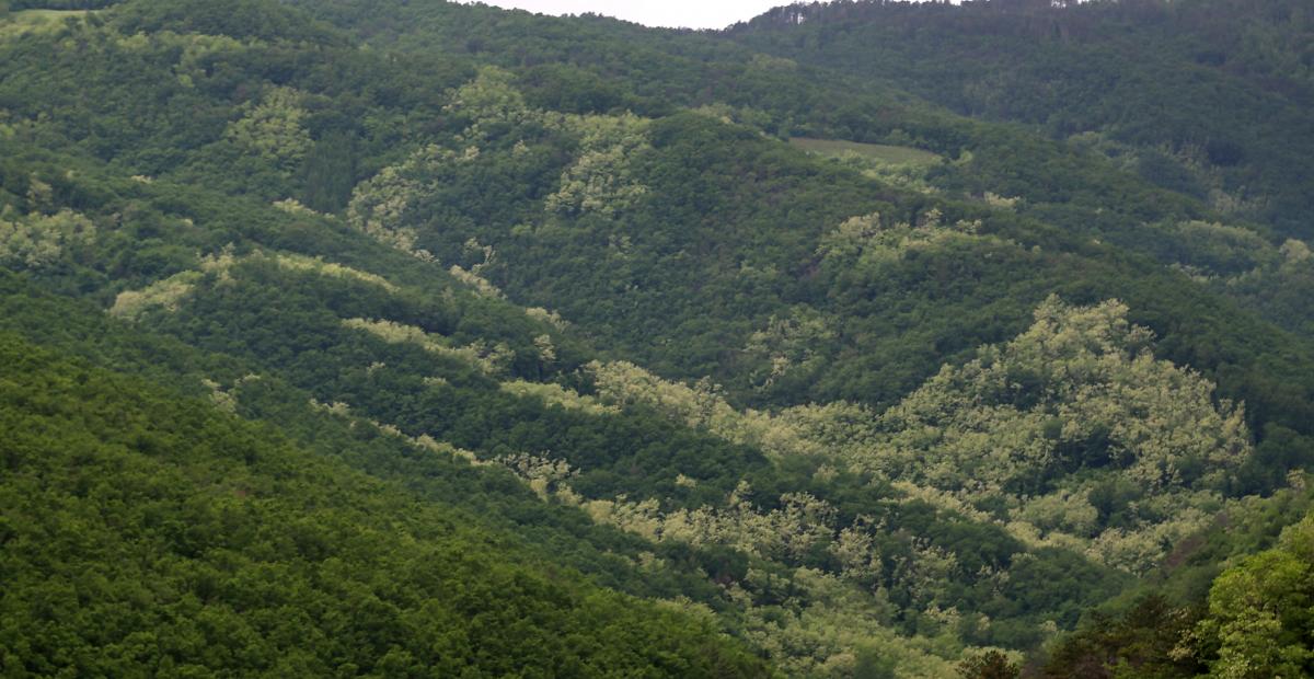 Navadna robinija zarascanje v Vipavski dolini Foto RobertBrus