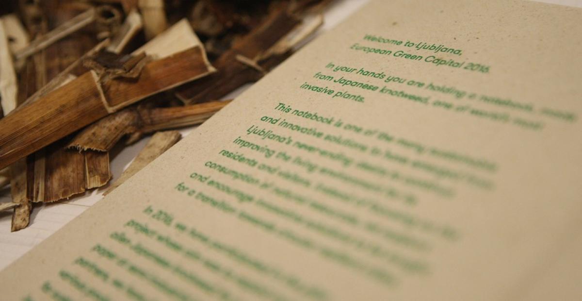 Paper from Japanese knotweed, photo: N. Rovan