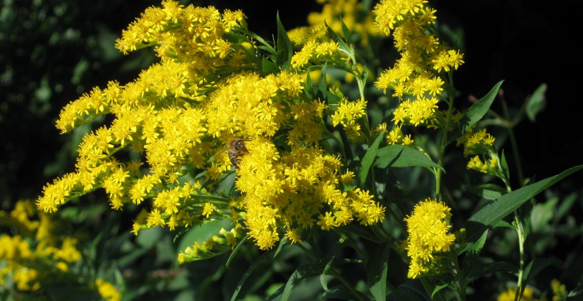 Solidago gigantea SSK 2