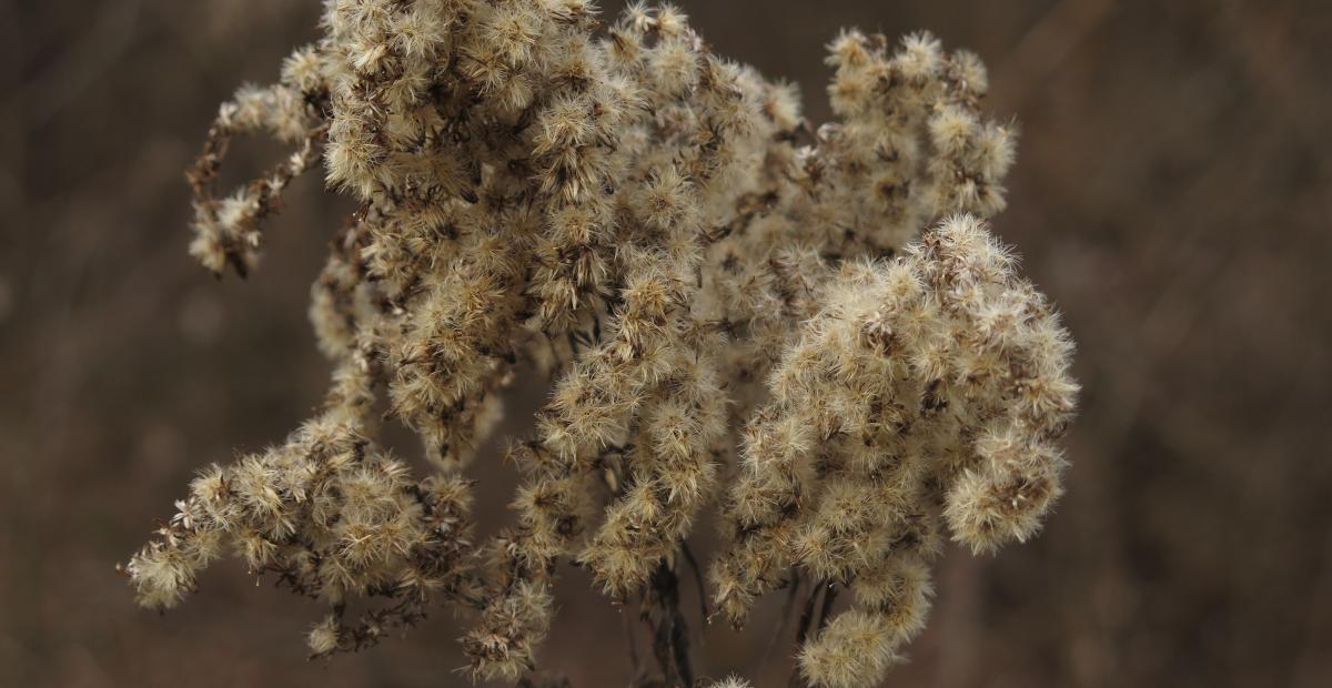 Solidago gigantea SSK IMG 9301