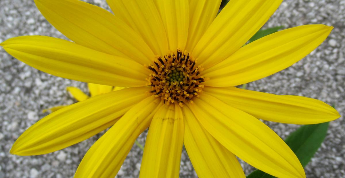 Topinambur kosek FotoPetraSladek