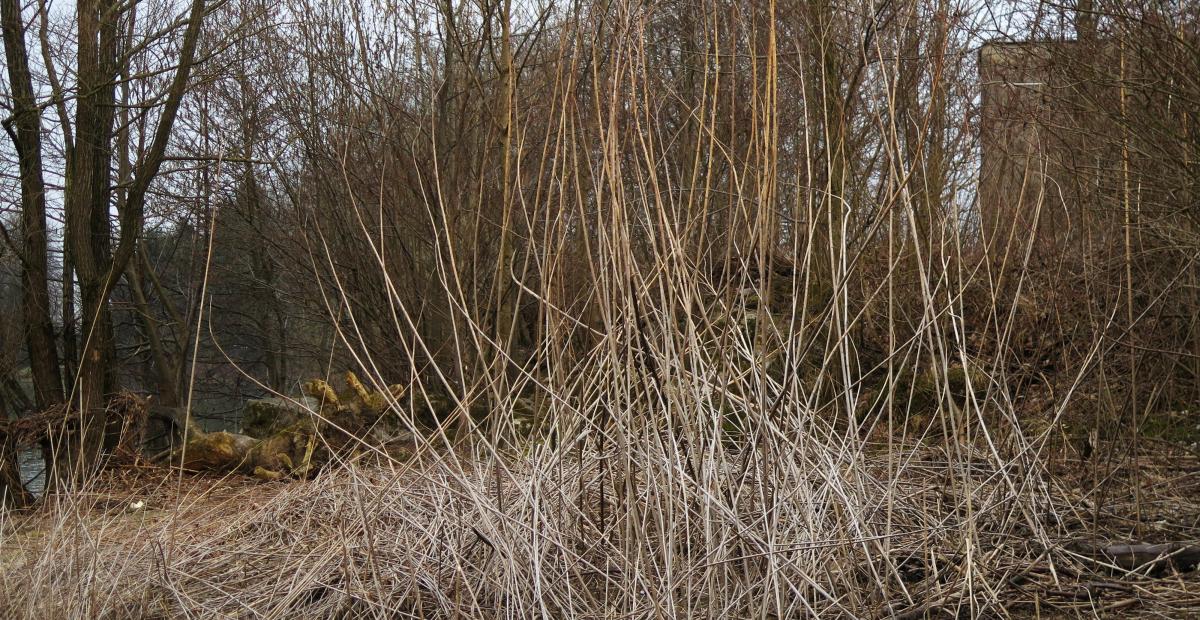 Topinambur suha stebla pozimi Foto SimonaStrgulcKrajsek