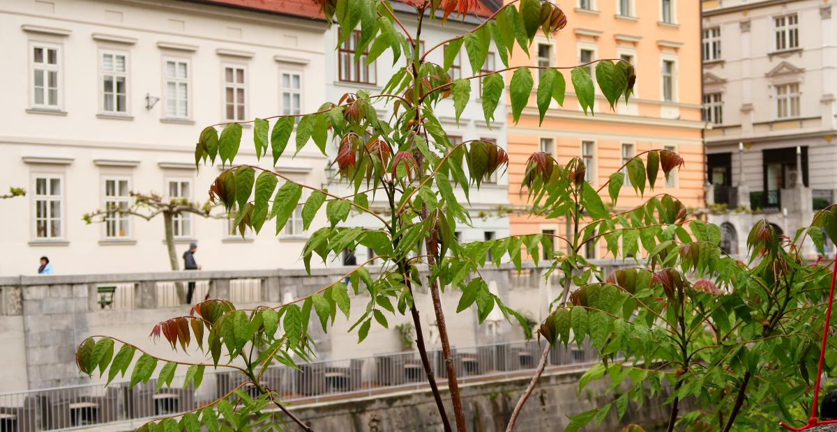 Veliki pajesen Foto BrankaTrcak4