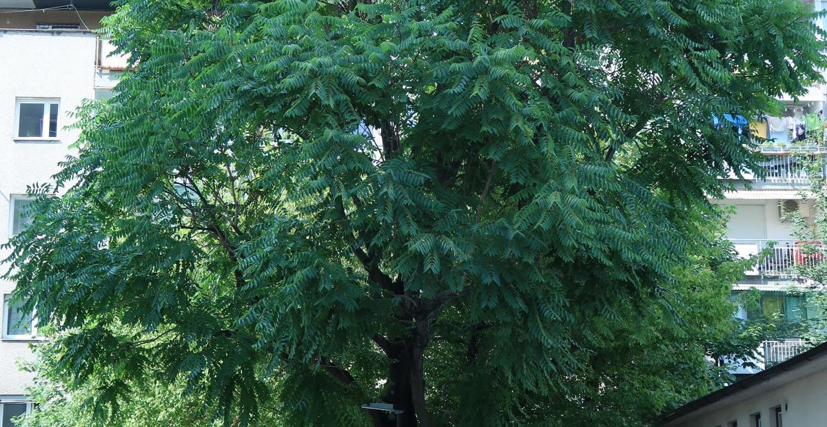 Veliki pajesen Foto BrankaTrcak5