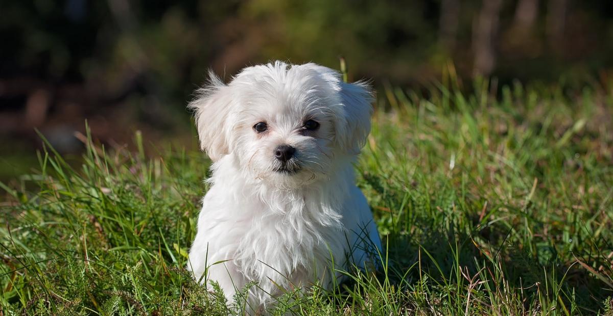 dog young dog small dog maltese