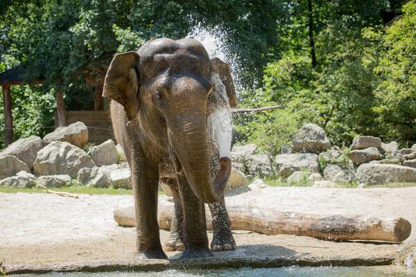 Slonica Ganga foto Petra Hrovatin ZOO Ljubljana