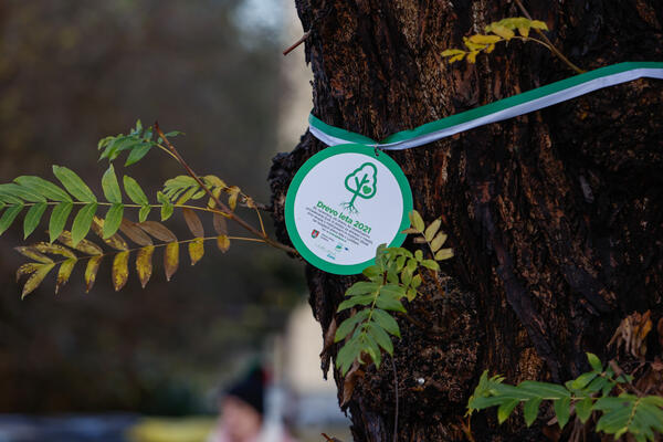 medalja za drevo leta 2021