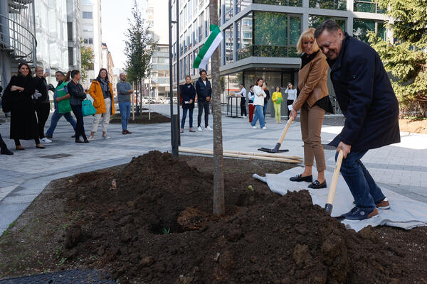 20221027 zasaditev dreves na cufarjevi ulici nrovan 020