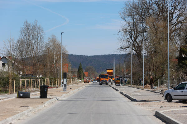 drevesa ob cesti Črna vas