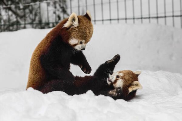 živali se igrajo v snegu