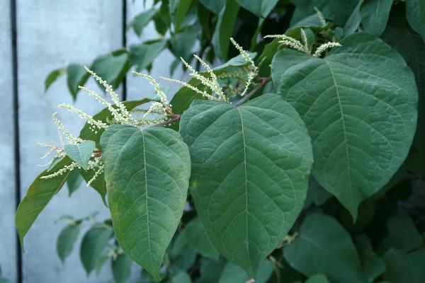 Fallopia japonica IMG 1745 Foto BrankaTrcak