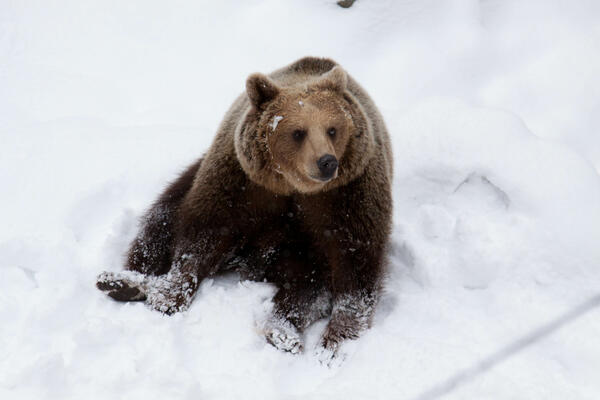 medved v snegu