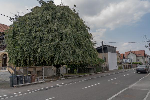 Povesava bukev Fagus sylvatica Pendula Vodnikova cesta foto LS 2 prekrita registrska