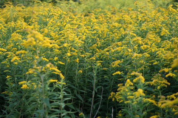 Solidago gigantea IMG 1854 Foto BrankaTrcak